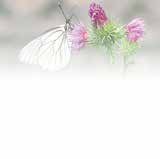 秋霞鲁丝片Av无码少妇